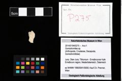 Foto (Objekt + Etikett) von Goniodromites sp.  (NHMW-GEO-2014-0194-0275)